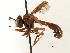  ( - CNC DIPTERA 187353)  @11 [ ] CreativeCommons - Attribution (2013) CNC/CBG Photography Group Centre for Biodiversity Genomics