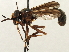  ( - CNC DIPTERA 187541)  @13 [ ] CreativeCommons - Attribution (2013) CNC/CBG Photography Group Centre for Biodiversity Genomics