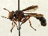  ( - CNC DIPTERA 187565)  @14 [ ] CreativeCommons - Attribution (2013) CNC/CBG Photography Group Centre for Biodiversity Genomics