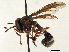  ( - CNC DIPTERA 187595)  @13 [ ] CreativeCommons - Attribution (2013) CNC/CBG Photography Group Centre for Biodiversity Genomics