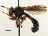  ( - CNC DIPTERA 187598)  @11 [ ] CreativeCommons - Attribution (2013) CNC/CBG Photography Group Centre for Biodiversity Genomics