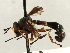  ( - CNC DIPTERA 187616)  @13 [ ] CreativeCommons - Attribution (2013) CNC/CBG Photography Group Centre for Biodiversity Genomics