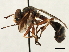  ( - CNC DIPTERA 187619)  @13 [ ] CreativeCommons - Attribution (2013) CNC/CBG Photography Group Centre for Biodiversity Genomics