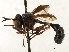  ( - CNC DIPTERA 187622)  @13 [ ] CreativeCommons - Attribution (2013) CNC/CBG Photography Group Centre for Biodiversity Genomics