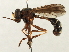  ( - CNC DIPTERA 187629)  @13 [ ] CreativeCommons - Attribution (2013) CNC/CBG Photography Group Centre for Biodiversity Genomics