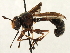 ( - CNC DIPTERA 187640)  @14 [ ] CreativeCommons - Attribution (2013) CNC/CBG Photography Group Centre for Biodiversity Genomics