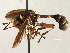  ( - CNC DIPTERA 187795)  @11 [ ] CreativeCommons - Attribution (2013) CNC/CBG Photography Group Centre for Biodiversity Genomics