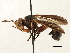  (Physoconops weemsi - CNC DIPTERA 187796)  @11 [ ] CreativeCommons - Attribution (2013) CNC/CBG Photography Group Centre for Biodiversity Genomics