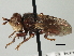  ( - CNC DIPTERA 187800)  @12 [ ] CreativeCommons - Attribution (2013) CNC/CBG Photography Group Centre for Biodiversity Genomics