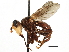  ( - CNC DIPTERA 187803)  @11 [ ] CreativeCommons - Attribution (2013) CNC/CBG Photography Group Centre for Biodiversity Genomics