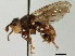  ( - CNC DIPTERA 192)  @11 [ ] CreativeCommons - Attribution (2013) CNC/CBG Photography Group Centre for Biodiversity Genomics