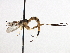  ( - CNC DIPTERA 195993)  @11 [ ] CreativeCommons - Attribution (2013) CNC/CBG Photography Group Centre for Biodiversity Genomics