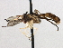  ( - CNC DIPTERA 195994)  @13 [ ] CreativeCommons - Attribution (2013) CNC/CBG Photography Group Centre for Biodiversity Genomics