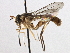  ( - CNC DIPTERA 195995)  @11 [ ] CreativeCommons - Attribution (2013) CNC/CBG Photography Group Centre for Biodiversity Genomics