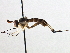  ( - CNC DIPTERA 195996)  @13 [ ] CreativeCommons - Attribution (2013) CNC/CBG Photography Group Centre for Biodiversity Genomics