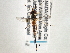  ( - CNC DIPTERA 195997)  @12 [ ] CreativeCommons - Attribution (2013) CNC/CBG Photography Group Centre for Biodiversity Genomics