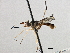  (Stylogaster beresfordi - CNC DIPTERA 195998)  @11 [ ] CreativeCommons - Attribution (2013) CNC/CBG Photography Group Centre for Biodiversity Genomics