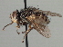  (Eustacomyia - CNC DIPTERA 197409)  @15 [ ] CreativeCommons - Attribution (2013) CNC/CBG Photography Group Centre for Biodiversity Genomics