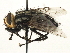  (Zita sp. 1 - CNC DIPTERA 197410)  @11 [ ] CreativeCommons - Attribution (2013) CNC/CBG Photography Group Centre for Biodiversity Genomics