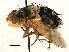  (TachinidaeGEN sp.1 - CNC DIPTERA 197420)  @14 [ ] CreativeCommons - Attribution (2013) CNC/CBG Photography Group Centre for Biodiversity Genomics