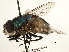  (Rutiliini - CNC DIPTERA 197422)  @15 [ ] CreativeCommons - Attribution (2013) CNC/CBG Photography Group Centre for Biodiversity Genomics