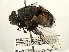  (Rutilia sp. 2 - CNC DIPTERA 197424)  @11 [ ] CreativeCommons - Attribution (2013) CNC/CBG Photography Group Centre for Biodiversity Genomics