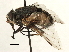  (Prodiaphania - CNC DIPTERA 197426)  @14 [ ] CreativeCommons - Attribution (2013) CNC/CBG Photography Group Centre for Biodiversity Genomics