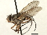  (Prosena sp. 6 - CNC DIPTERA 197437)  @11 [ ] CreativeCommons - Attribution (2013) CNC/CBG Photography Group Centre for Biodiversity Genomics