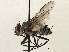  (Senostoma - CNC DIPTERA 197438)  @14 [ ] CreativeCommons - Attribution (2013) CNC/CBG Photography Group Centre for Biodiversity Genomics