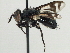  (Eutherini - CNC DIPTERA 197446)  @15 [ ] CreativeCommons - Attribution (2013) CNC/CBG Photography Group Centre for Biodiversity Genomics