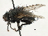  (Geraldia - CNC DIPTERA 197448)  @11 [ ] CreativeCommons - Attribution (2013) CNC/CBG Photography Group Centre for Biodiversity Genomics
