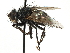 (Anagonia sp. 1 - CNC DIPTERA 197495)  @11 [ ] CreativeCommons - Attribution (2013) CNC/CBG Photography Group Centre for Biodiversity Genomics