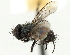  (Anagonia - CNC DIPTERA 197496)  @11 [ ] CreativeCommons - Attribution (2013) CNC/CBG Photography Group Centre for Biodiversity Genomics