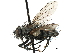  (TachinidaeGEN sp.3 - CNC DIPTERA 197500)  @11 [ ] CreativeCommons - Attribution (2013) CNC/CBG Photography Group Centre for Biodiversity Genomics