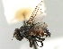  (Actia sp. 1 - CNC DIPTERA 197502)  @11 [ ] CreativeCommons - Attribution (2013) CNC/CBG Photography Group Centre for Biodiversity Genomics