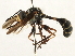  ( - CNC DIPTERA 349)  @11 [ ] CreativeCommons - Attribution (2013) CNC/CBG Photography Group Centre for Biodiversity Genomics