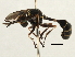  ( - CNC DIPTERA 351)  @11 [ ] CreativeCommons - Attribution (2013) CNC/CBG Photography Group Centre for Biodiversity Genomics