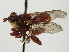  ( - CNC DIPTERA 8328)  @11 [ ] CreativeCommons - Attribution (2013) CNC/CBG Photography Group Centre for Biodiversity Genomics