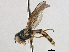  (Melanostoma apicale - CNC DIPTERA 96390)  @14 [ ] CreativeCommons - Attribution (2013) CNC/CBG Photography Group Centre for Biodiversity Genomics