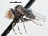  ( - CNC DIPTERA 135822)  @13 [ ] CreativeCommons - Attribution (2013) CNC/CBG Photography Group Centre for Biodiversity Genomics