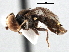  (Verrallia sp. QLD2 - CNC DIPTERA 136139)  @11 [ ] CreativeCommons - Attribution (2013) CNC/CBG Photography Group Centre for Biodiversity Genomics