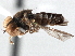  (Verrallia sp. QLD3 - CNC DIPTERA 136166)  @11 [ ] CreativeCommons - Attribution (2013) CNC/CBG Photography Group Centre for Biodiversity Genomics