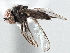  (Chalarus sp. Thailand1 - CNC DIPTERA 136609)  @13 [ ] CreativeCommons - Attribution (2013) CNC/CBG Photography Group Centre for Biodiversity Genomics