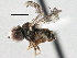  ( - CNC DIPTERA 136937)  @12 [ ] CreativeCommons - Attribution (2013) CNC/CBG Photography Group Centre for Biodiversity Genomics