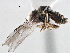  ( - CNC DIPTERA 136955)  @13 [ ] CreativeCommons - Attribution (2013) CNC/CBG Photography Group Centre for Biodiversity Genomics