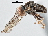  (Eudorylas sp. QC2 - CNC DIPTERA 137117)  @14 [ ] CreativeCommons - Attribution (2013) CNC/CBG Photography Group Centre for Biodiversity Genomics