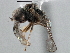  ( - CNC DIPTERA 137526)  @13 [ ] CreativeCommons - Attribution (2013) CNC/CBG Photography Group Centre for Biodiversity Genomics