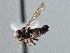  (Semicephalops libidinosus - CNC DIPTERA 137562)  @13 [ ] CreativeCommons - Attribution (2013) CNC/CBG Photography Group Centre for Biodiversity Genomics