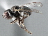  ( - CNC DIPTERA 137599)  @13 [ ] CreativeCommons - Attribution (2013) CNC/CBG Photography Group Centre for Biodiversity Genomics