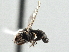  ( - CNC DIPTERA 147581)  @11 [ ] CreativeCommons - Attribution (2013) CNC/CBG Photography Group Centre for Biodiversity Genomics
